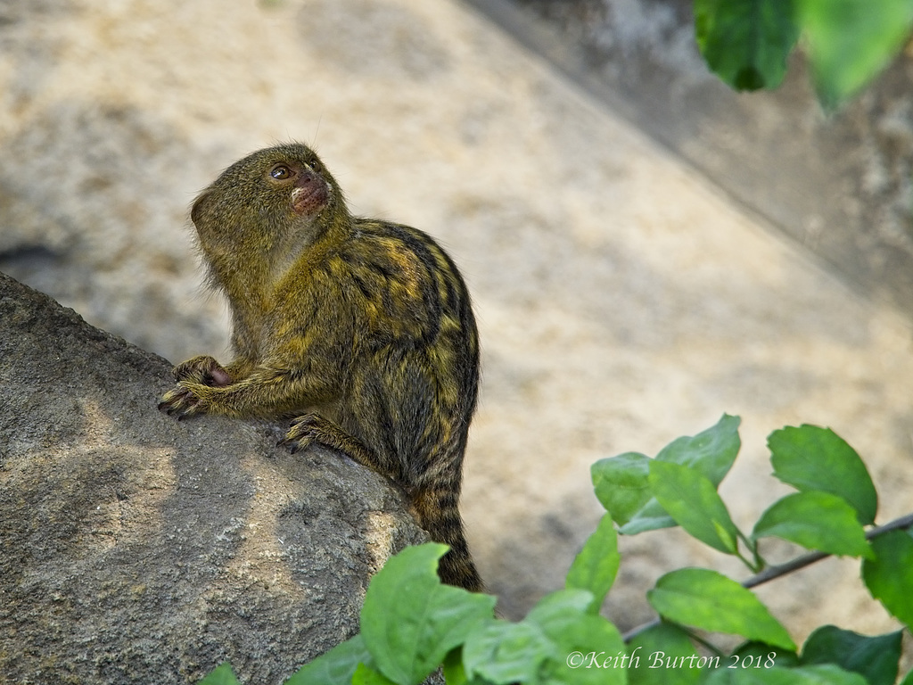 Pygmy Marmoset