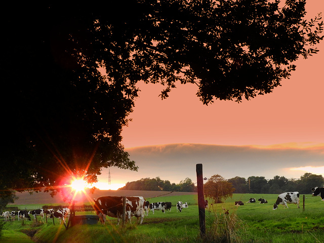 Nitrogen pasture