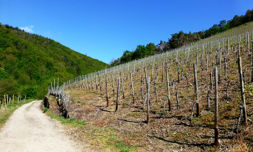 DE - Mayschoß - Auf dem Rotweinwanderweg