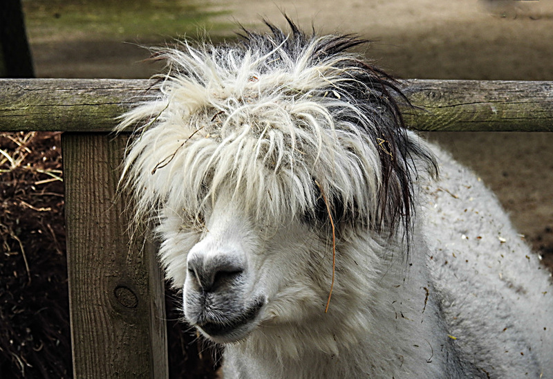 20200516 7371CPw [D~HF] Alpaka (Lama pacos oder Vicugna pacos), Tierpark Herford