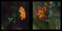 Bidens ferulifolia