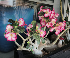 Adenium obesum