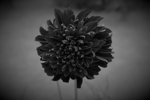 A la recherche du dahlia noir ?