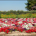 Blumenfeld in der Provence
