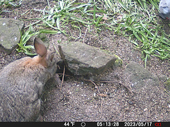 gct[3] - rabbit {1 of 5}