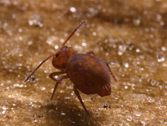 IMG 7248 Springtail-1