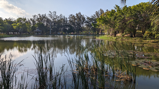 Kiosque et nénuphars / Water lilies and distant kiosk