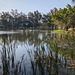 Kiosque et nénuphars / Water lilies and distant kiosk