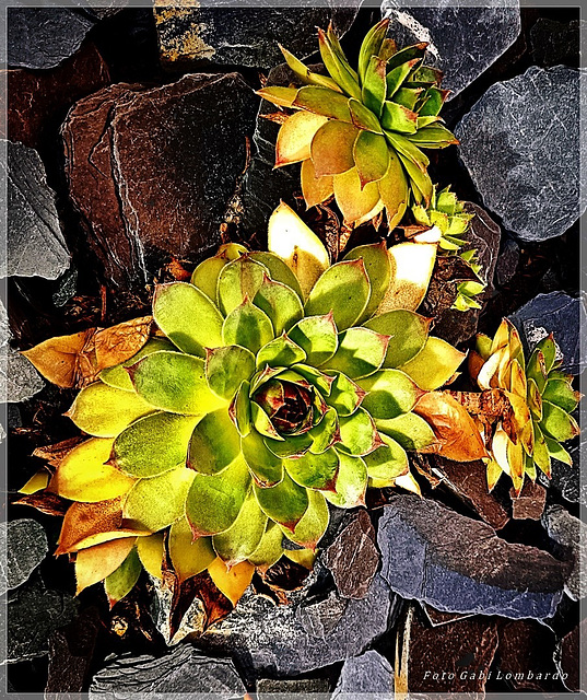 succulent plant