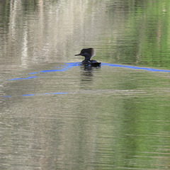 Hooded merganser