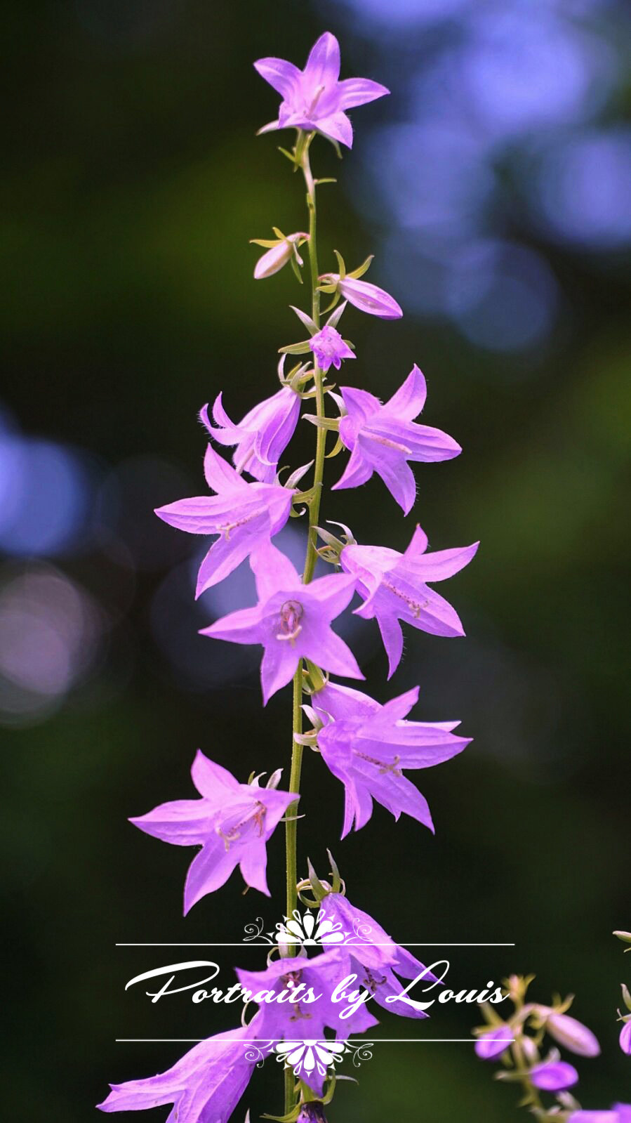 Nature's Fireworks