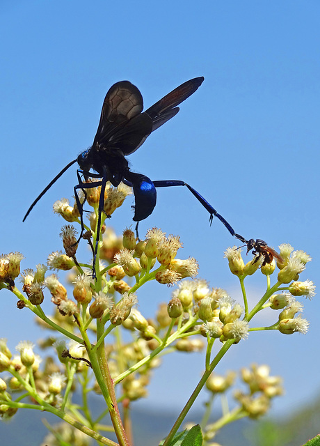 Big spiderwasp