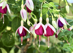 Fuchsien