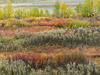 Fall colours near the Highwood River