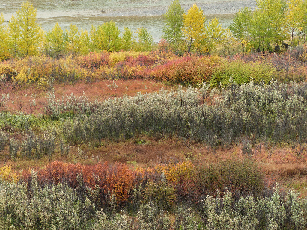 Fall colours near the Highwood River