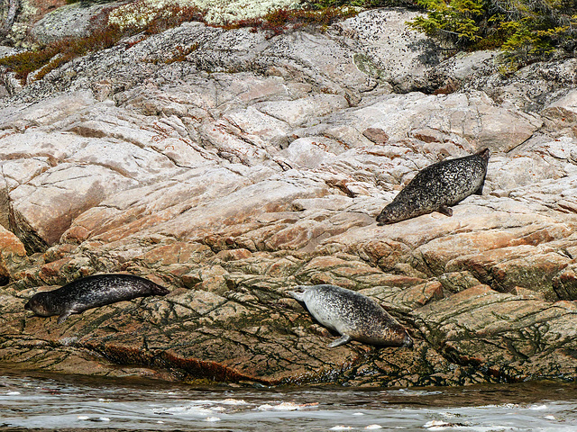 Day 7, Harbor Seals, Saguenay Fjord, Tadoussac