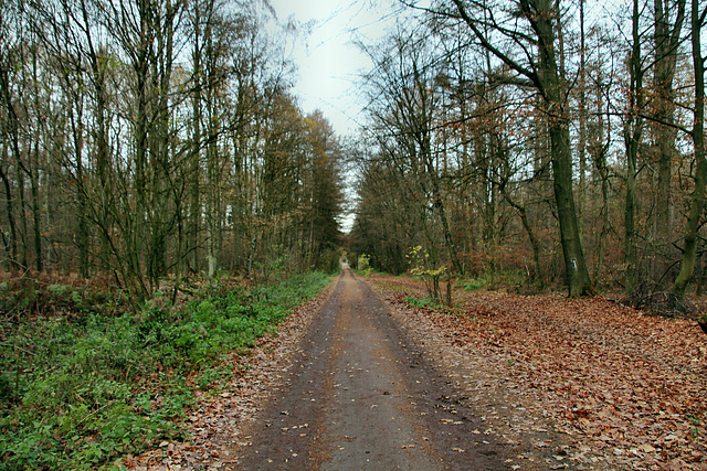 Flaesheimer Straße (Haard, Oer-Erkenschwick) / 20.11.2018