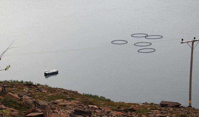 Fischzucht nahe Skorpa