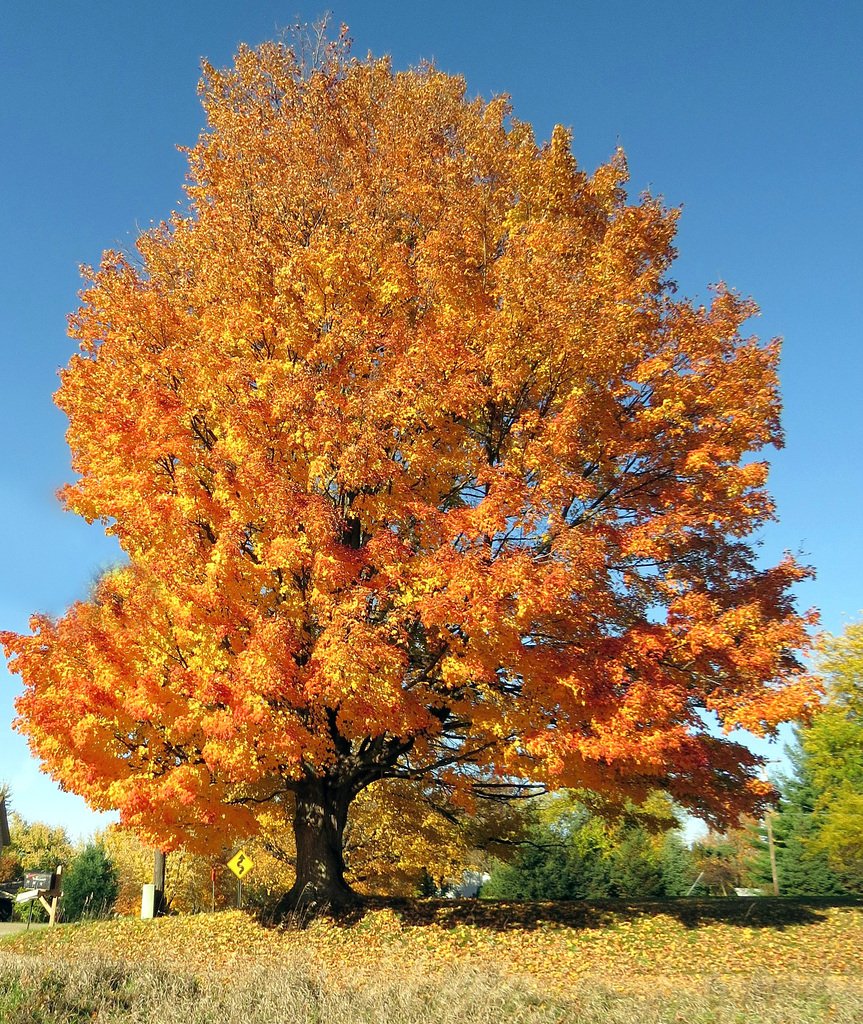 Autumn in Michigan