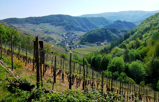 DE - Mayschoß - Auf dem Rotweinwanderweg