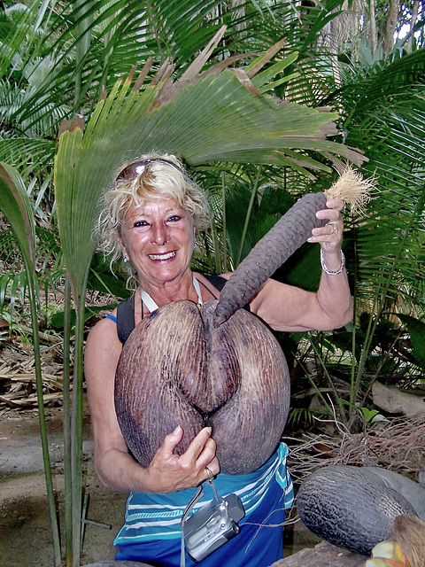 Seychelles : Isola di Praslin -- Vallèe de Mai - National Reserve , patrimonio dell'Unesco