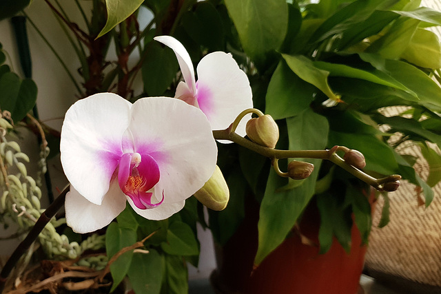 Phalaenopsis Orchid