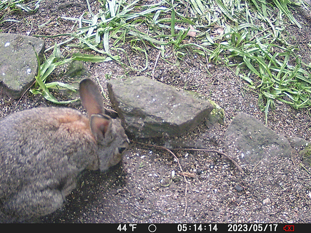 gct[3] - rabbit {2 of 5}