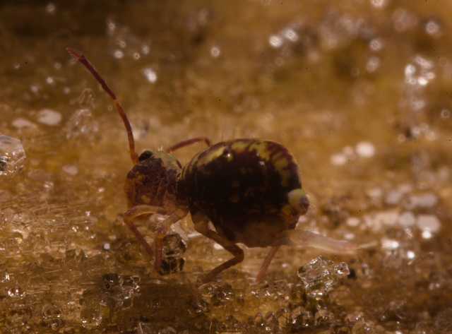 IMG 7255 Springtail-1