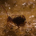 IMG 7255 Springtail-1