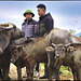 Marché aux buffles