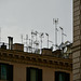 Rome 2025 – Antennæ