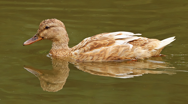 Lady Mallard