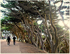 Trees that hold the land