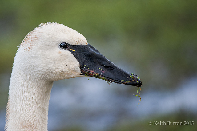 Trumpeter swan