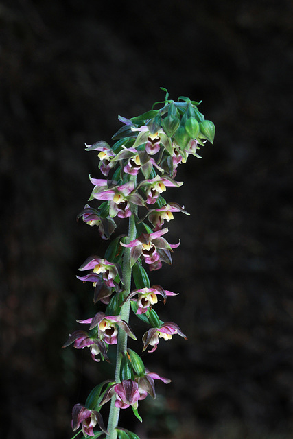 Broad-leaved Helleborine