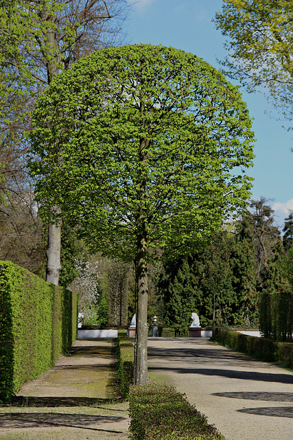 Baum hinter Baum