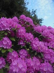 054 Hochblüte der Rhododendron- Arten und Sorten