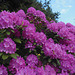 054 Hochblüte der Rhododendron- Arten und Sorten