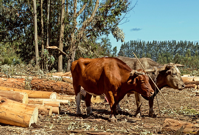 Eucalyptus Harvest