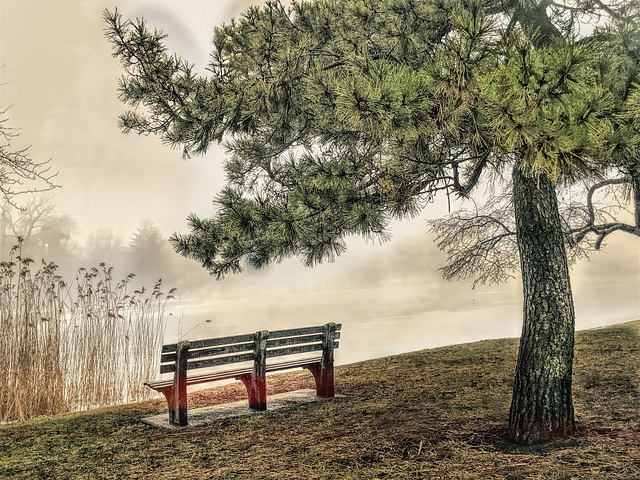 Fog at Bruce Park