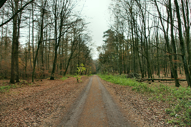 Flaesheimer Straße (Haard, Oer-Erkenschwick) / 20.11.2018