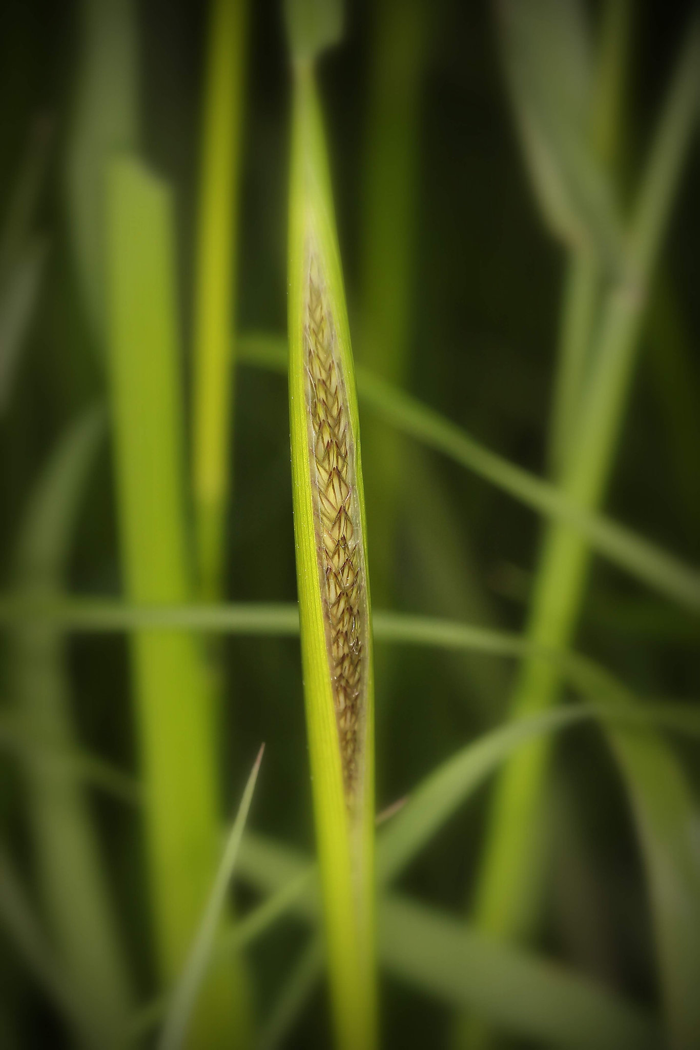 New seed