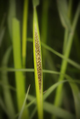New seed
