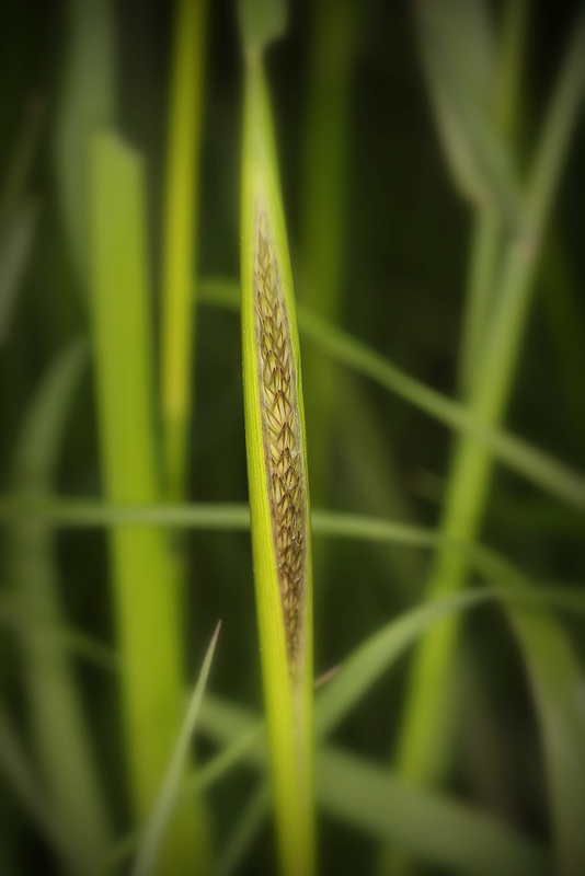 New seed