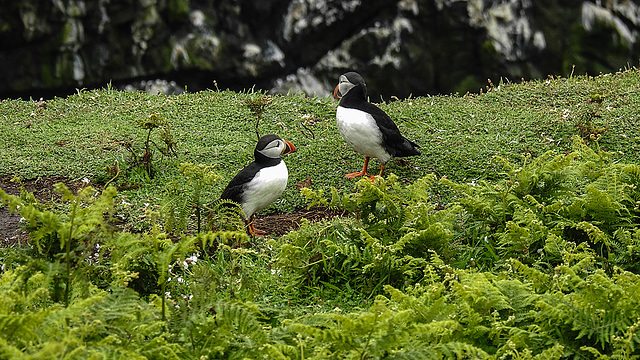 20190612 5102CPw [R~GB] Papageitaucher, Krauser Rollfarn (Cryptogramma crispa), Skomer, Wales