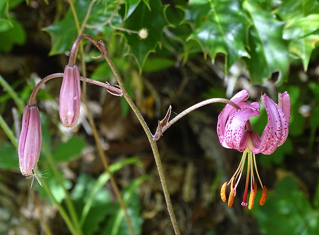 ...le lys Martagon ou Lys de Catherine...