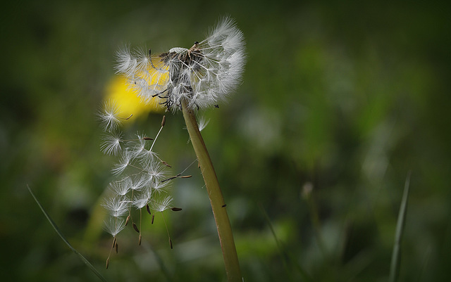 Autant en emporte le vent....