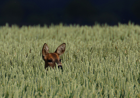 apparition dans un champs de blé hier ....