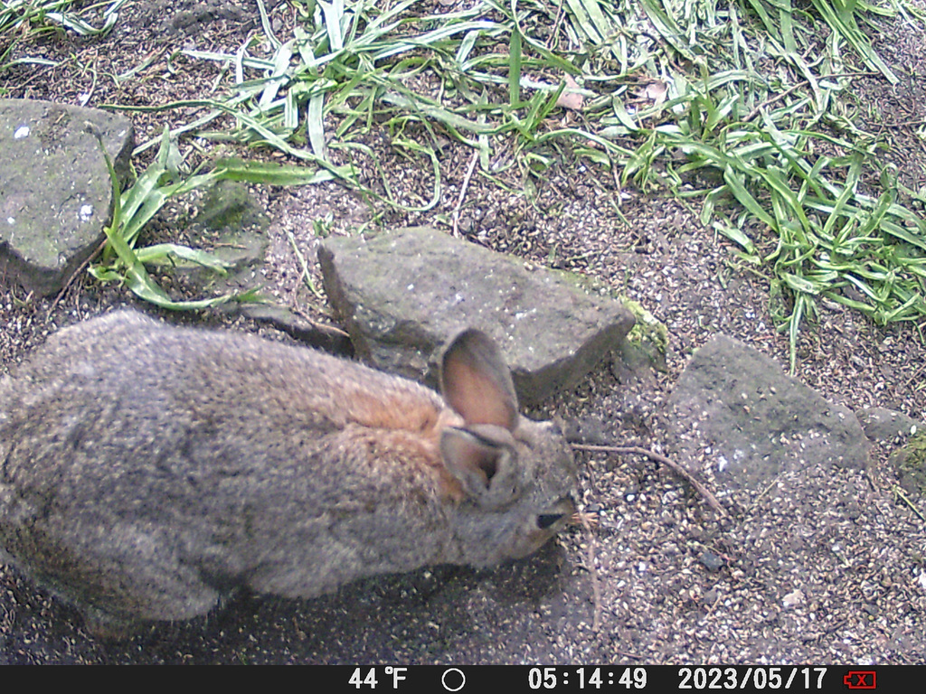 gct[3] - rabbit {3 of 5}