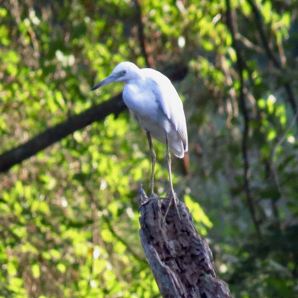 Snowy egret (Egretta thula)